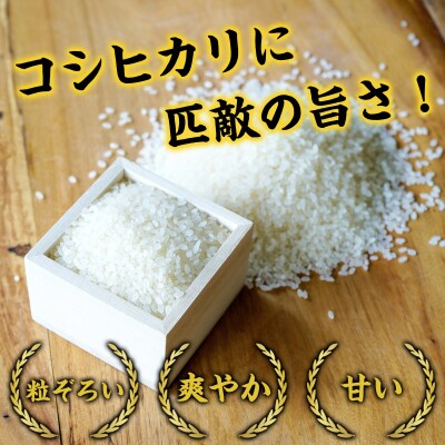 【令和8年産米】きぬむすめ10kg(新米収穫後の10月以降発送)