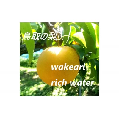 訳あり 豊水梨 5kg【まえた農園】