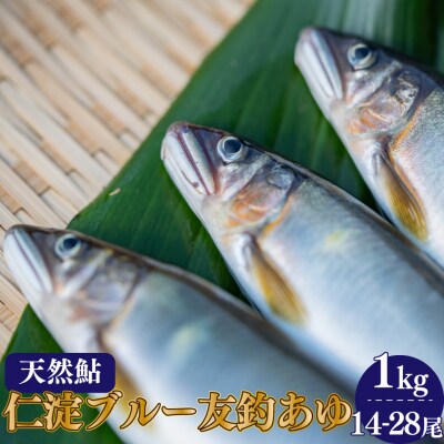 鮎屋仁淀川の仁淀ブルー友釣り天然鮎1㎏ (14～28尾)