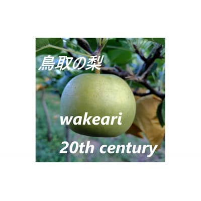 訳あり 二十世紀梨 5kg【まえた農園】