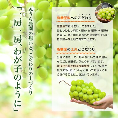 【2026年発送分先行予約】シャインマスカット 2房(約1kg)【2026年9月上旬以降順次】