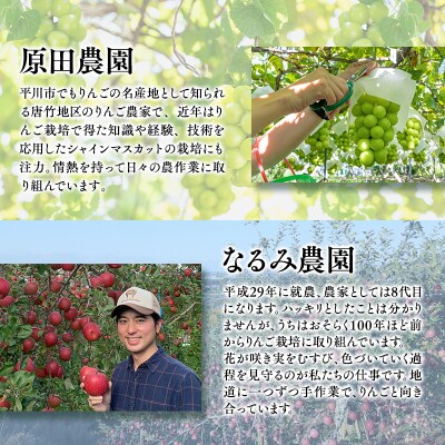 青森フルーツ満喫便　家庭用 りんご&シャインマスカット 2回定期コース