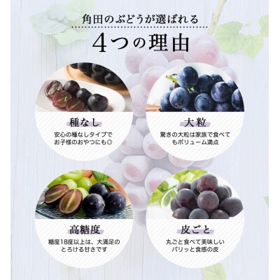 【2026年発送分先行予約】ナガノパープル1房(約500～600g)【2026年8月下旬以降順次】