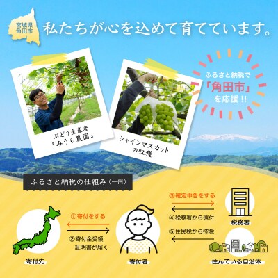 【2026年発送分先行予約】ナガノパープル1房(約500～600g)【2026年8月下旬以降順次】