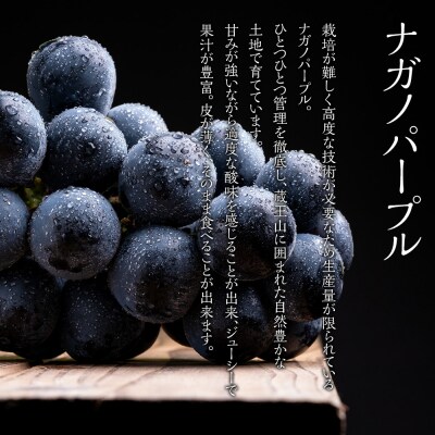 【2026年発送分先行予約】ナガノパープル1房(約500～600g)【2026年8月下旬以降順次】