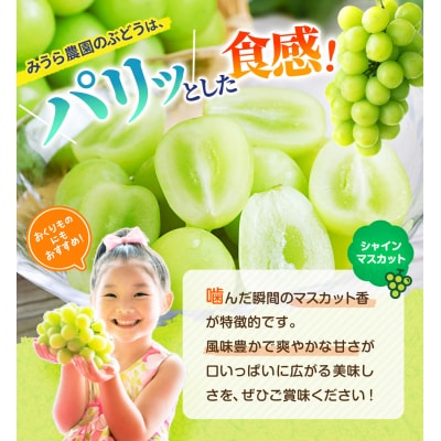 【2026年発送分先行予約】シャインマスカット/ナガノパープル セット(各1房・計2房 約1kg)【