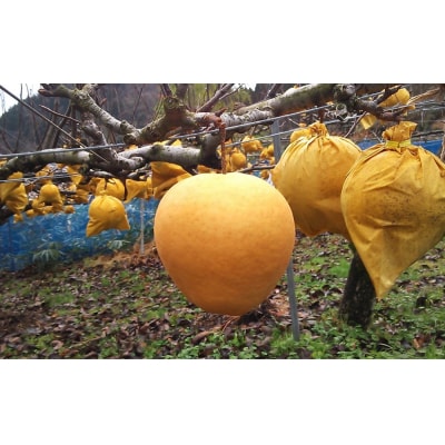 新雪梨 3kg【まえた農園】