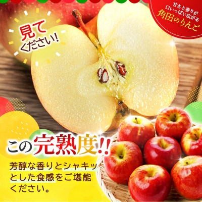【2026年発送/先行予約】品種おまかせ 旬のりんごと洋梨詰合せ 約5kg【松崎果樹園】