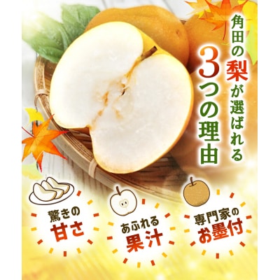 【2026年発送/先行予約】梨「豊水」約5kg(8～10玉入)【松崎果樹園】