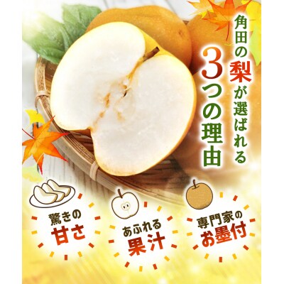 【2026年発送/先行予約】梨「豊水」約3kg(5～6玉入)【松崎果樹園】