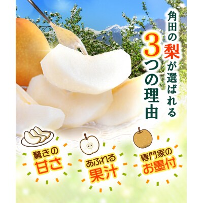 【2026年発送/先行予約】梨「新高」約4kg(4～6玉入)【松崎果樹園】