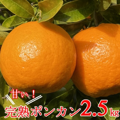 【2月上旬からお届け】 越年完熟 室戸 ポンカン 【2.5kg】
