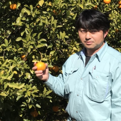 【2月上旬からお届け】 越年完熟 室戸 ポンカン 【2.5kg】