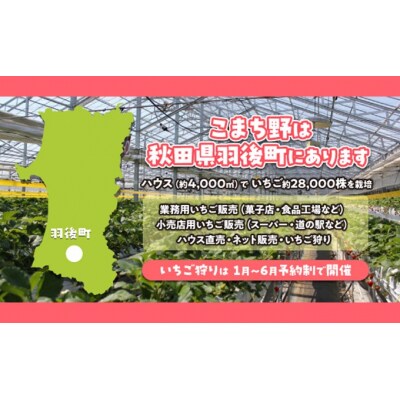 秋田県羽後町産 冷凍いちご 1kg(500g×2)[No.5325-0216]