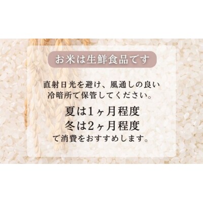 無洗米 秋田県産 あきたこまち 5kg(5kg×1袋) 令和7年産[No.5325-0338]