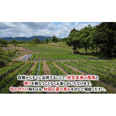 【先行受付】秋田県 羽後町産 枝豆 2kg(250g×8)[No.5325-0364]