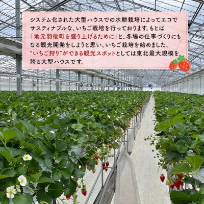 訳あり いちご 品種指定不可 300g×2パック[No.5325-0511]