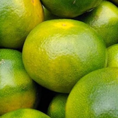 ふくおか産【蜜柑】早味かん約4kg(筑紫野市)