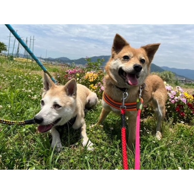 犬猫保護活動への支援5口分【お礼状1セット】