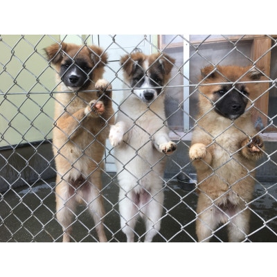 犬猫保護活動への支援10口分【お礼状・カレンダー1セット】