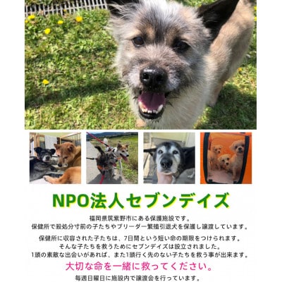 犬猫保護活動への支援1000口分【お礼状・カレンダー1セット】