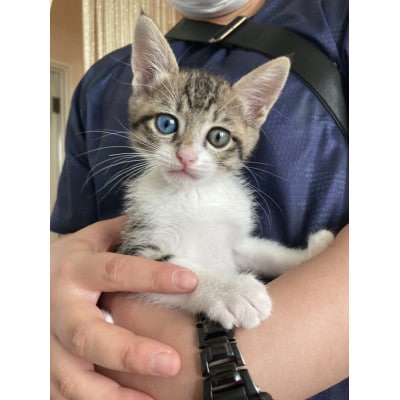 犬猫愛護活動への支援2口分【お礼状1セット】