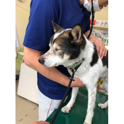 犬猫愛護活動への支援2口分【お礼状1セット】