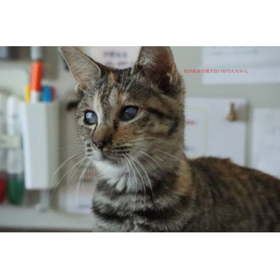 犬猫愛護活動への支援2口分【お礼状1セット】