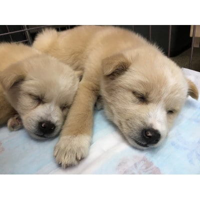 犬猫愛護活動への支援5口分【お礼状1セット】