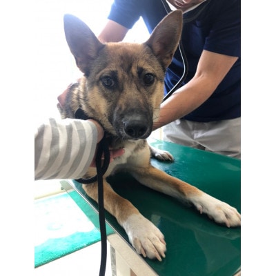 犬猫保護活動への支援10口分【お礼状・カレンダー1セット】