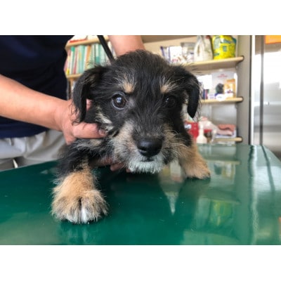 犬猫愛護活動への支援100口分【お礼状・カレンダー1セット】