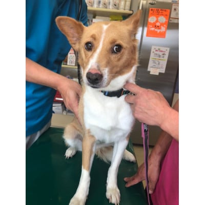 犬猫愛護活動への支援300口分【お礼状・カレンダー1セット】