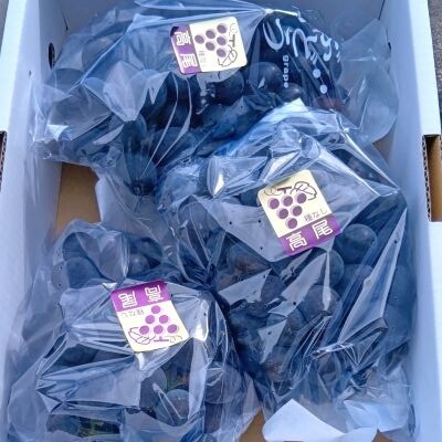 山形のぶどう(高尾)2～4房　合計2kg　ご家庭用　0017-2605