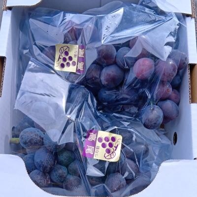 山形のぶどう(高尾)2～4房　合計2kg　ご家庭用　0017-2605