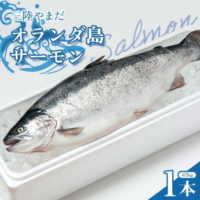 ≪発送期間5月～7月≫三陸やまだオランダ島サーモン×1本(約2kg) 月曜日発送 沖縄・離島配送不可