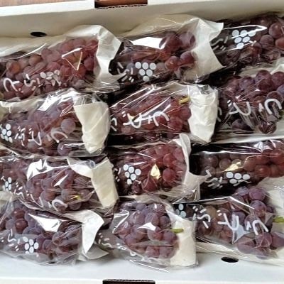 ぶどう(デラウェア)2kg　0142-2602