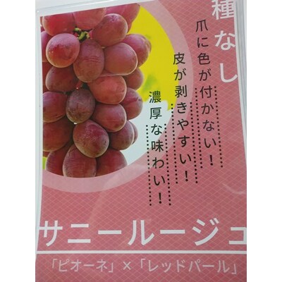 ぶどう(サニールージュ)1.3kg　0142-2603