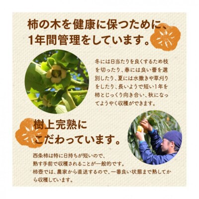 【柿専業の農家が作る】出雲産西条柿の干し柿【1_2-059】