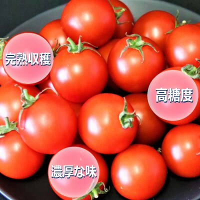 【定期便3回】出雲からの希トマト糖度8～10をお届け!