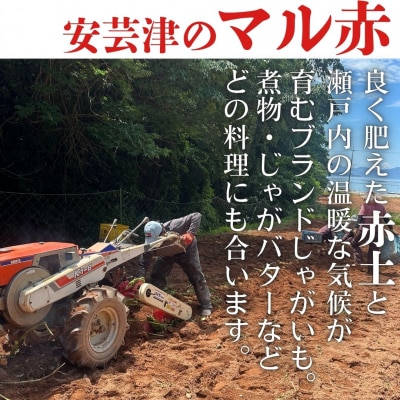 【予約商品】安芸津のじゃがいも　5kg【配送時期:7月上旬～下旬    】