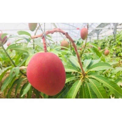 <先行予約>石垣島産マンゴー(アーウィン種) 4～5玉 約2kg | マンゴー アップルマンゴー 沖