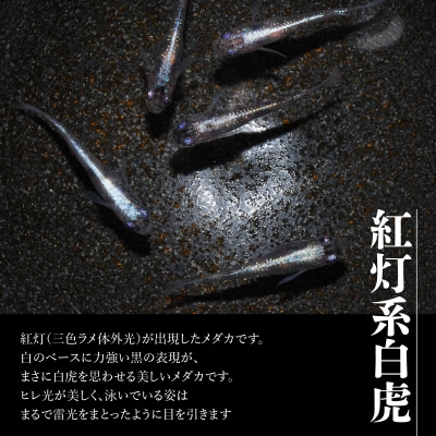 メダカ「紅灯系白虎(べにあかりけいびゃっこ)」5匹セット