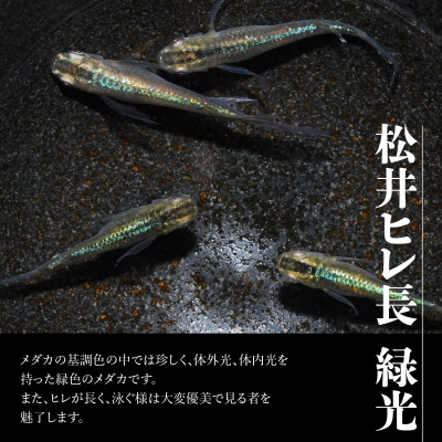 メダカ「松井ヒレ長 緑光」4匹セット