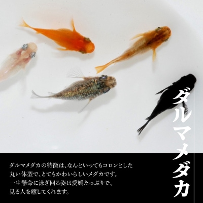 メダカ「ダルマメダカ」 ミックス5匹セット
