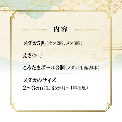 メダカ「ダルマメダカ」 ミックス5匹セット
