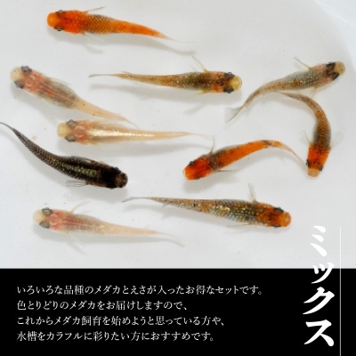 メダカ ミックス10匹セット