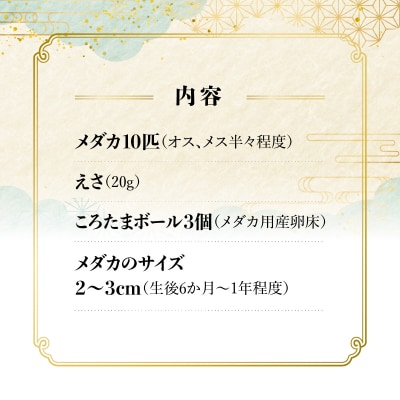 メダカ ミックス10匹セット