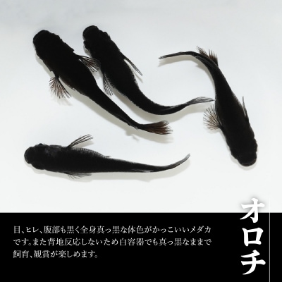 メダカ「オロチ」4匹セット