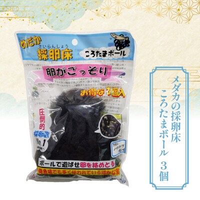 メダカ「オロチ」4匹セット