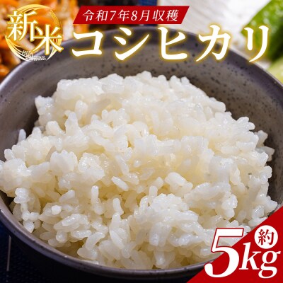 コシヒカリ 約5kg(令和7年8月収穫) db-0049